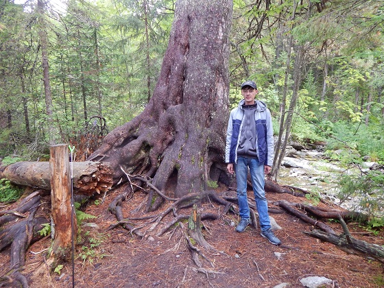 кедр-кваркуш