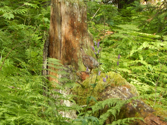 рябчик-в-тайге