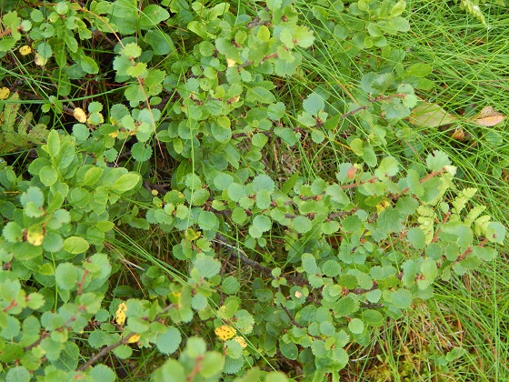 карликовая-березка