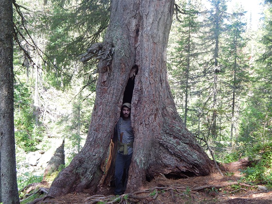 олег-приходько-путешественник-могучий-кедр-кваркуш