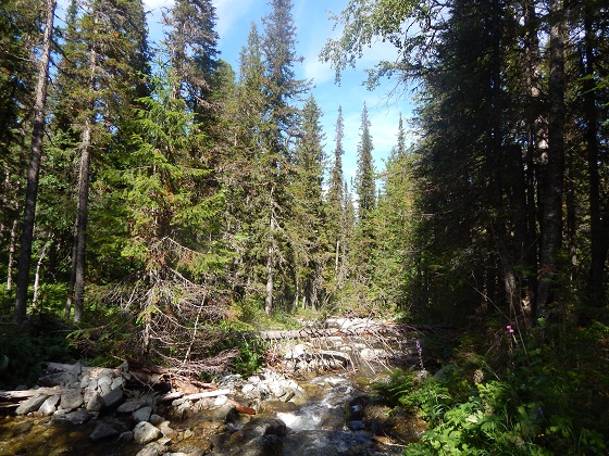 дремучая-тайга