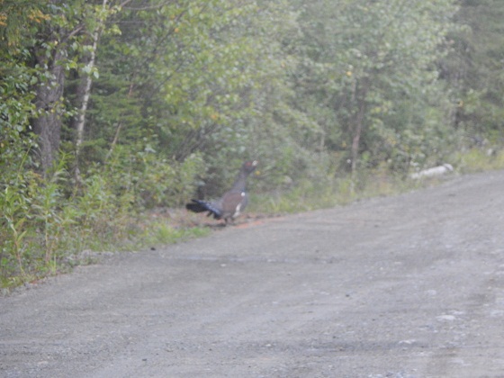 глухарь-в-тайге