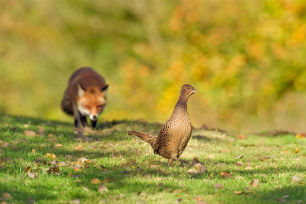 лиса на охоте