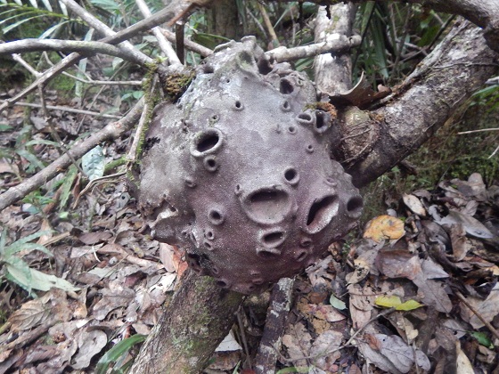 что-то интересное в джунглях