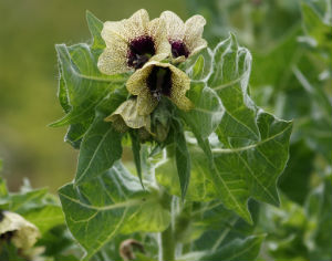 белена-черная