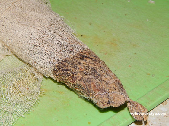 билтонг-дома