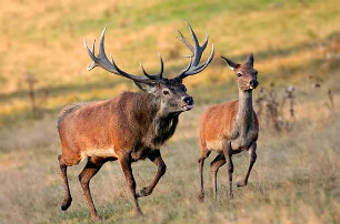 благородный олень