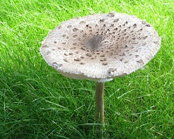 гриб-зонтик-фото