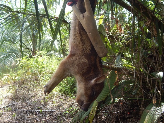 охота на новой гвинеи