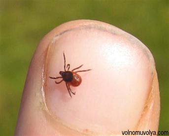 Как защититься от клещей? Клещи-в-лесу