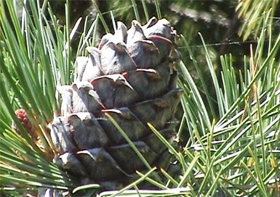 кедровая-шишка