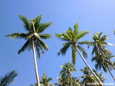 Кокосовая-пальма