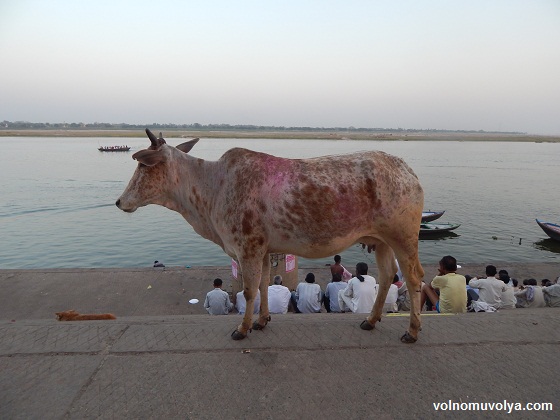 корова-в-индии