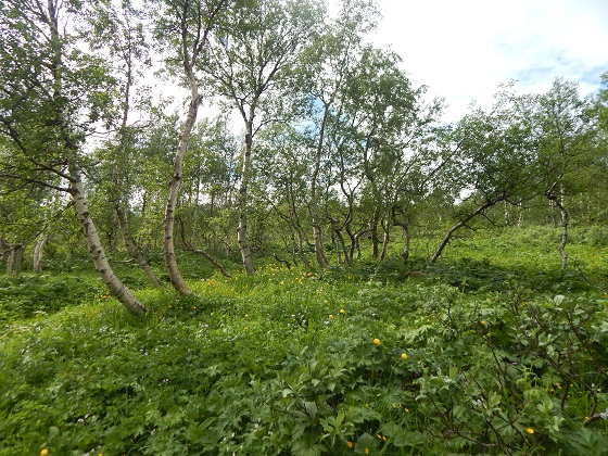 криволесье поясовый камень