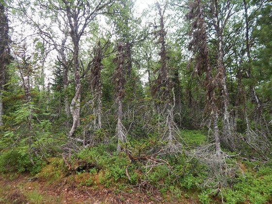 лесотундра