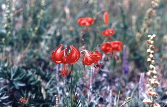 байкальские лилии