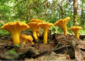 лисички-фото