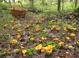 лисички-грибы