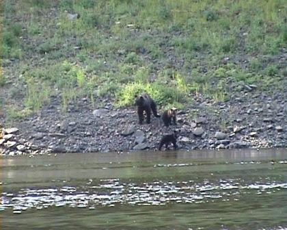медведи-на-катанге