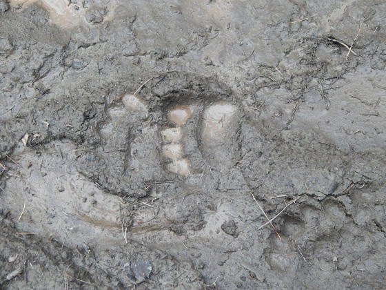 след лапы медведя