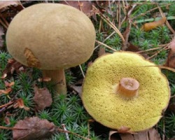 моховик-фото