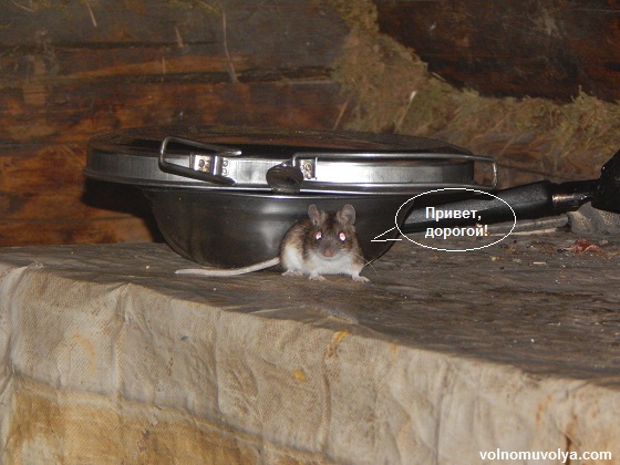 мышь-в-избе