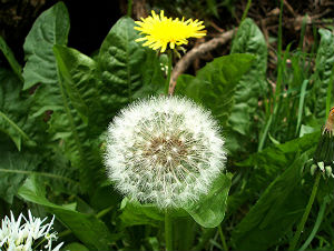 одуванчик-лекарственный