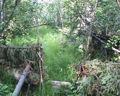 защита-от-зверя