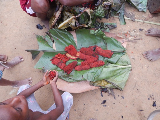 панданус пандан