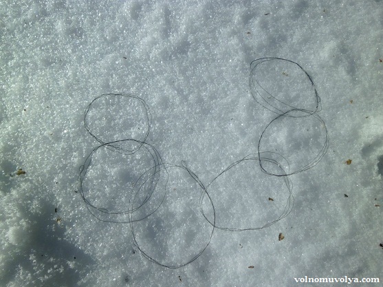 петли на зайца на снегу