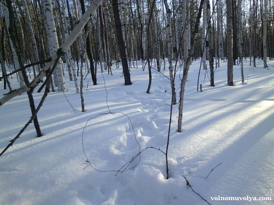 петля на зайца