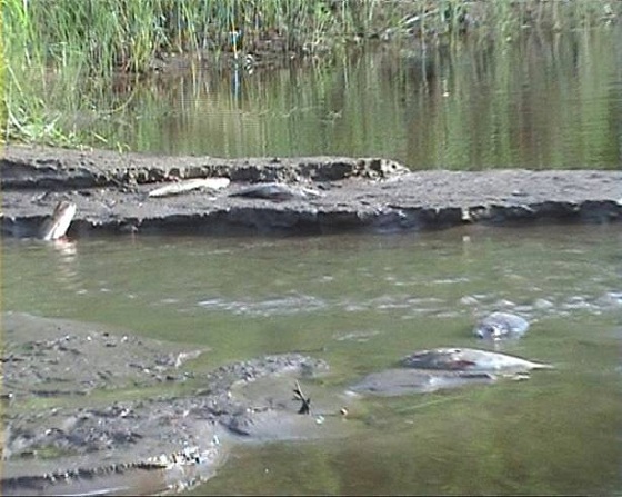 рыба-на-тунгуске