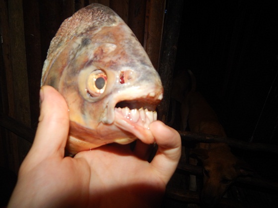 fish with teeth