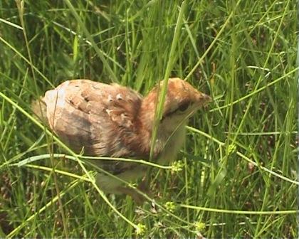 птенец-тетерева