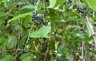 съедобные ягоды на острове