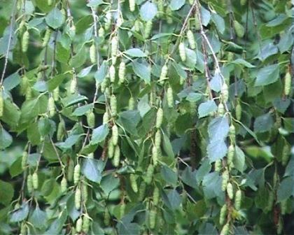 серёжки-берёзы