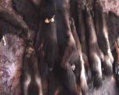 шкурки-соболя