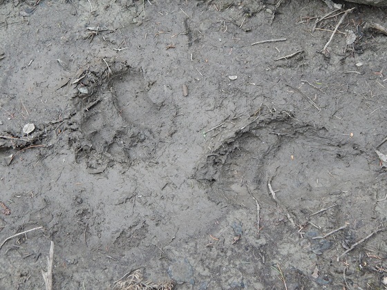 следы медведя на тропе