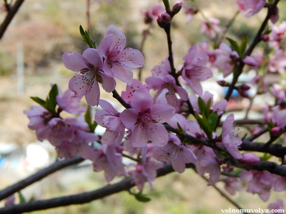 весна-в-гималаях