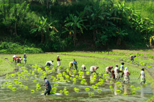 шри-ланка-дауншифтинг
