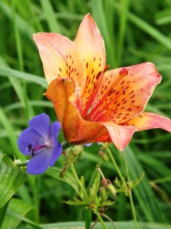 таежная-растительность