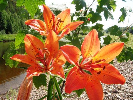 таежные-цветы