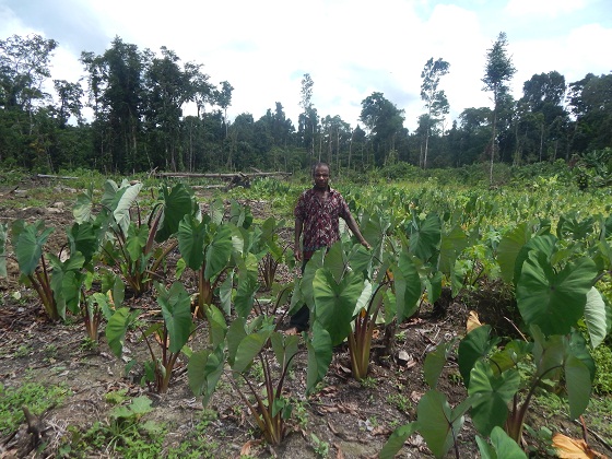 плантация таро папуа новая гвинея