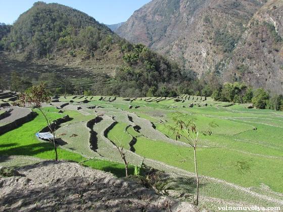 рисовые-террасы