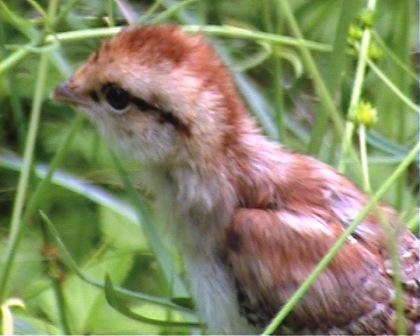 цыпленок-тетерева