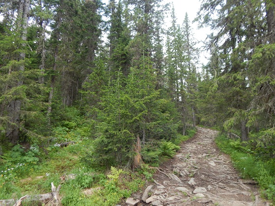 тропа на перевал дятлова