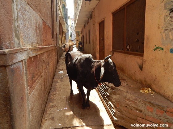 узкие-улочки-варанаси