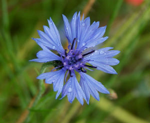 василек-синий