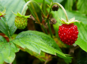 земляника-лесная