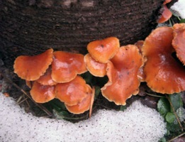 зимние-опята-фото